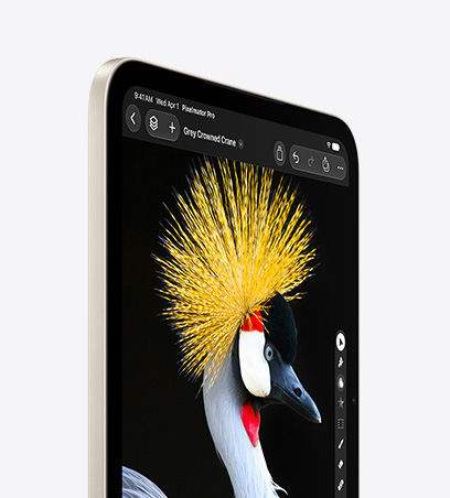 iPad mini, front view in Starlight color, displaying a close-up image of a Grey Crowned Crane, side view, black, white, and yellow feathers, red face and beak, black feathers around eye, dark background.